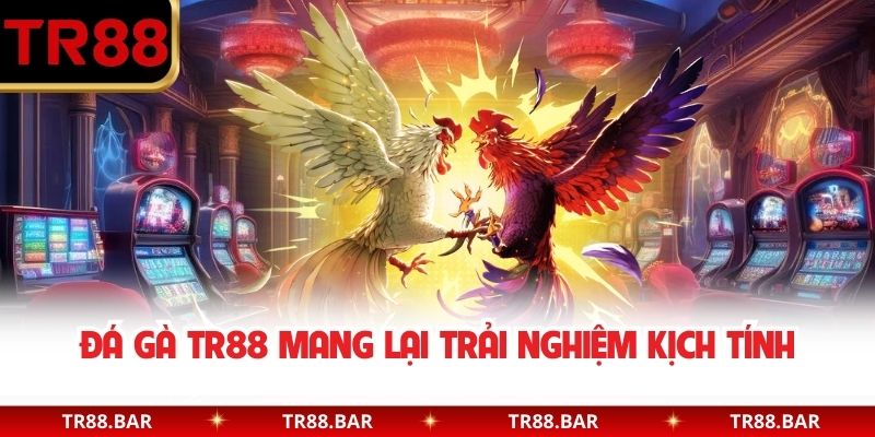 Đá Gà TR88 mang lại trải nghiệm kịch tính